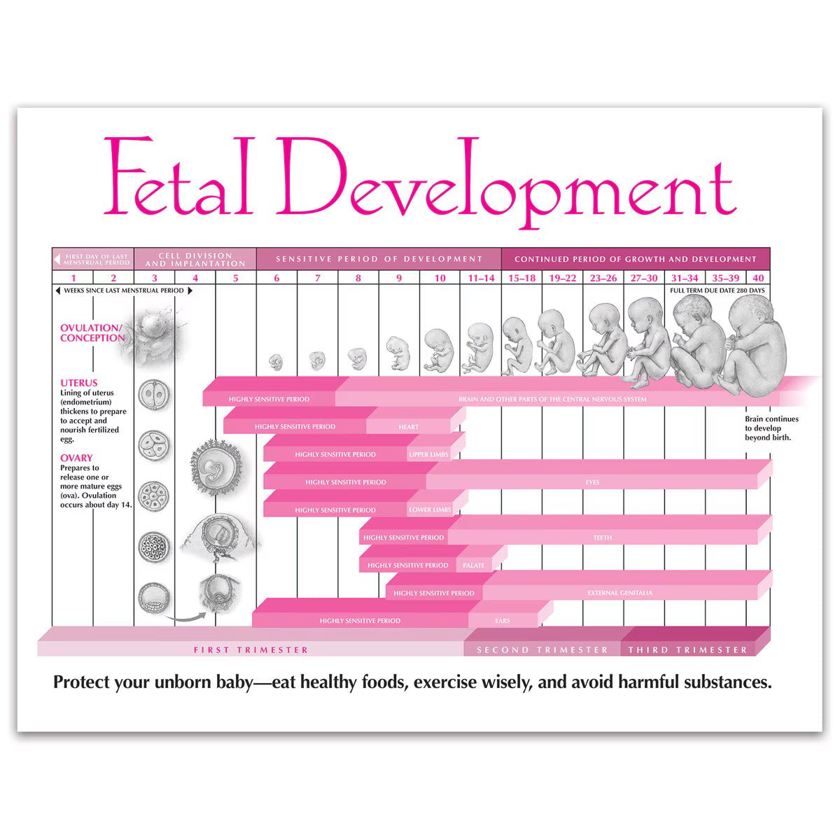 Fetal Development Tear Pad, English - Buy Medical Supplies Online Canada