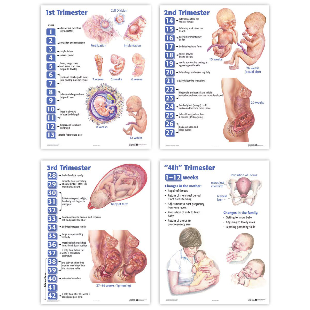 4 Trimesters of Childbearing Charts, English (4) | Healthcare Training Model - Buy Medical Supplies Online Canada