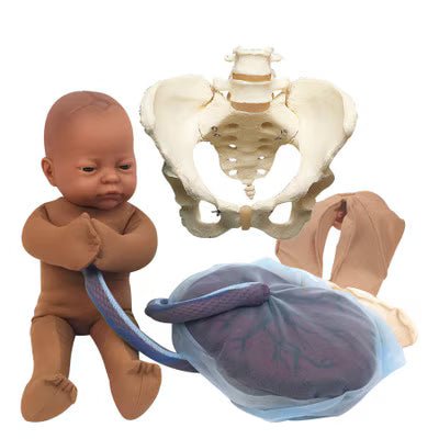 Vinyl Pelvic Model Set With Fetal Model | Healthcare Training Model - Buy Medical Supplies Online Canada