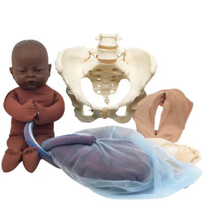 Vinyl Pelvic Model Set With Fetal Model | Healthcare Training Model - Buy Medical Supplies Online Canada