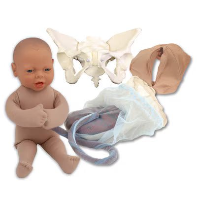 Deluxe Flexible Pelvis Model Set With Fetal Model | Healthcare Training Model - Buy Medical Supplies Online Canada