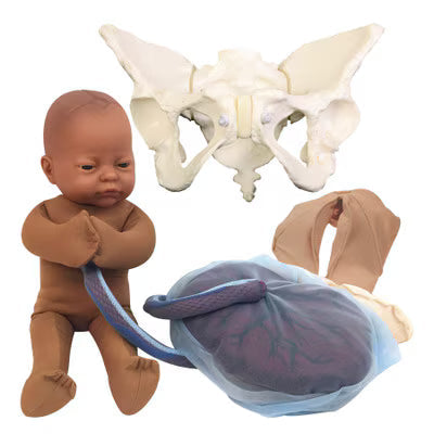 Deluxe Flexible Pelvis Model Set With Fetal Model-Teaching Aids-Birth Supplies Canada