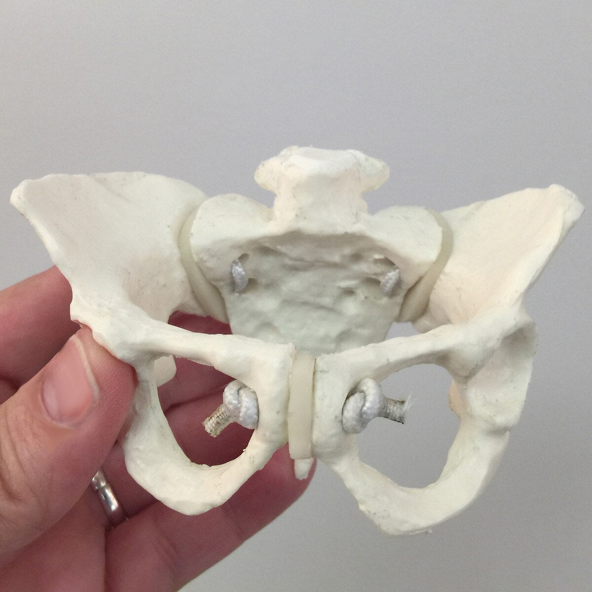 Deluxe Mini-Model Set With Flexible Pelvis-Teaching Aids-Birth Supplies Canada