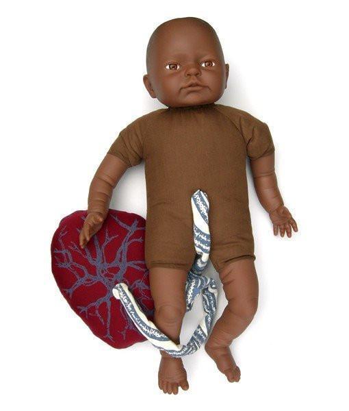 Fetal Doll with Umbilical Cord & Placenta | Clinical Training Model - Buy Medical Supplies Online Canada