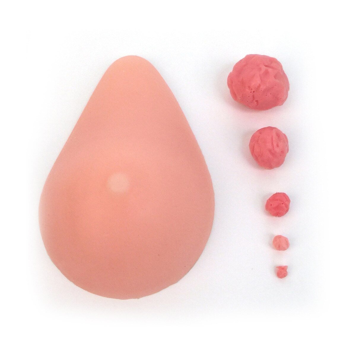 Interchangeable Nodules BSE Model | Healthcare Training Model - Buy Medical Supplies Online Canada