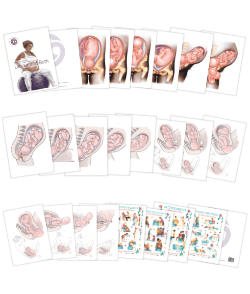 Labour & Birth Charts – Desk Set Series-Teaching Aids-Birth Supplies Canada
