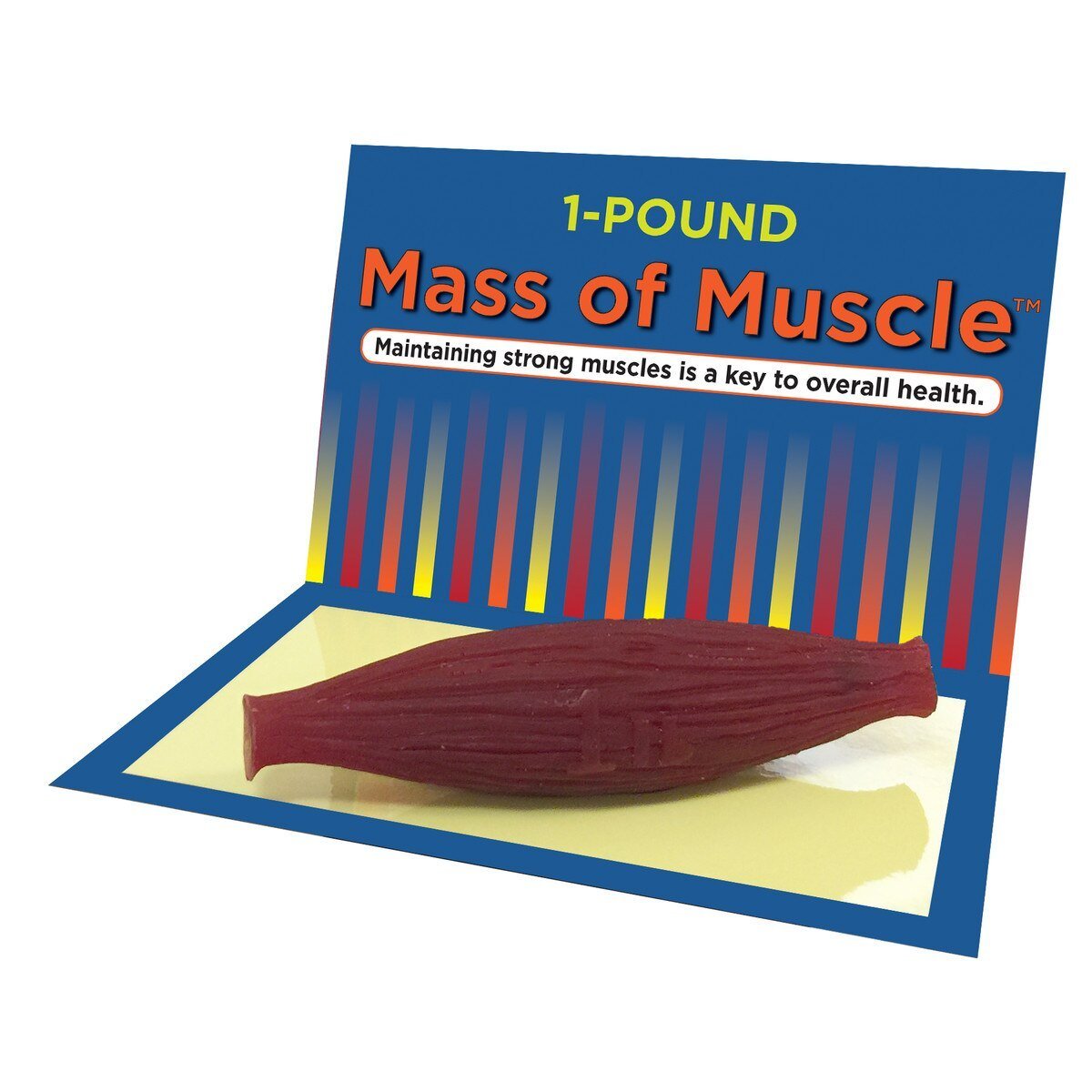 Mass Of Muscle (1 lb) | Healthcare Training Model - Buy Medical Supplies Online Canada