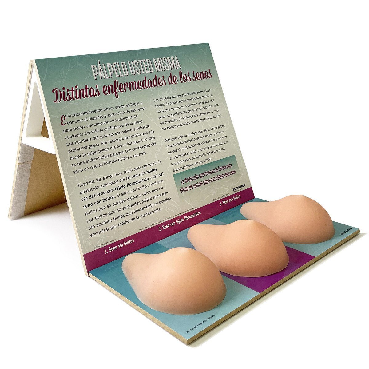 Multi-Type BSE Model Display, English/Spanish-Teaching Aids-Birth Supplies Canada