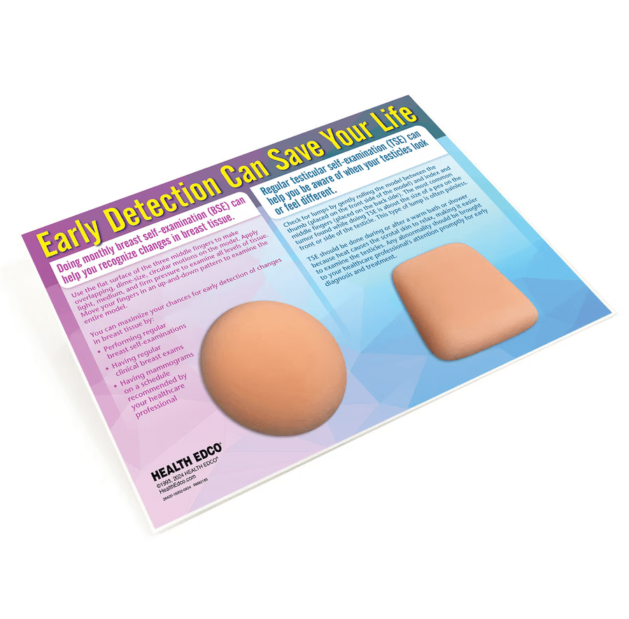 Nonsexual BSE/TSE Model | Healthcare Training Model - Buy Medical Supplies Online Canada