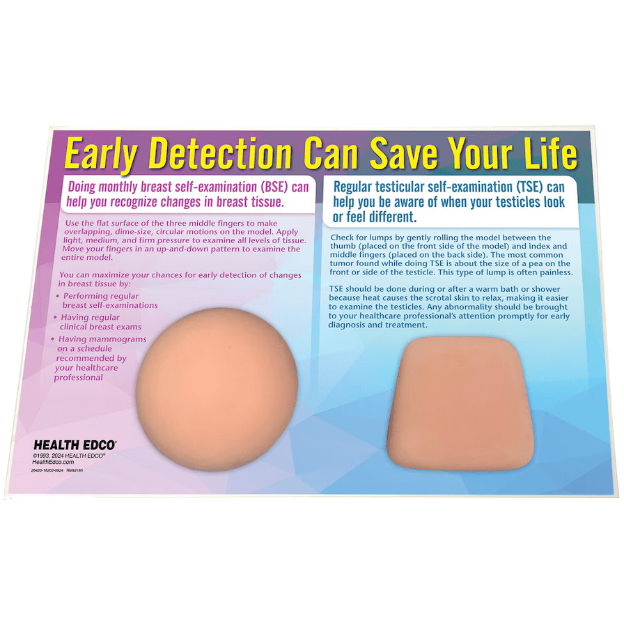 Nonsexual BSE/TSE Model | Healthcare Training Model - Buy Medical Supplies Online Canada