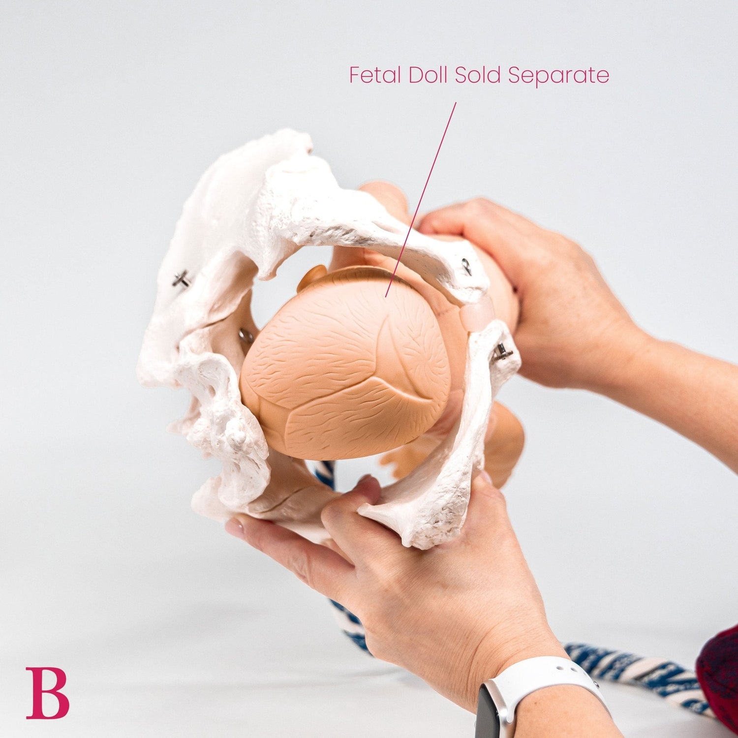 Pelvis Model ~ Adjustable Screws-Teaching Aids-Birth Supplies Canada