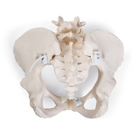 Pelvis Model ~ Bungee Flexible-Teaching Aids-Birth Supplies Canada