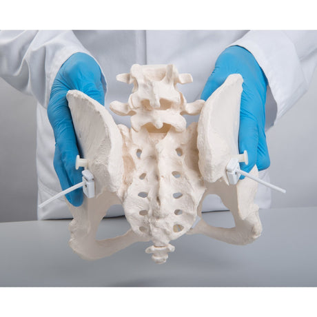 Pelvis Model ~ Bungee Flexible-Teaching Aids-Birth Supplies Canada