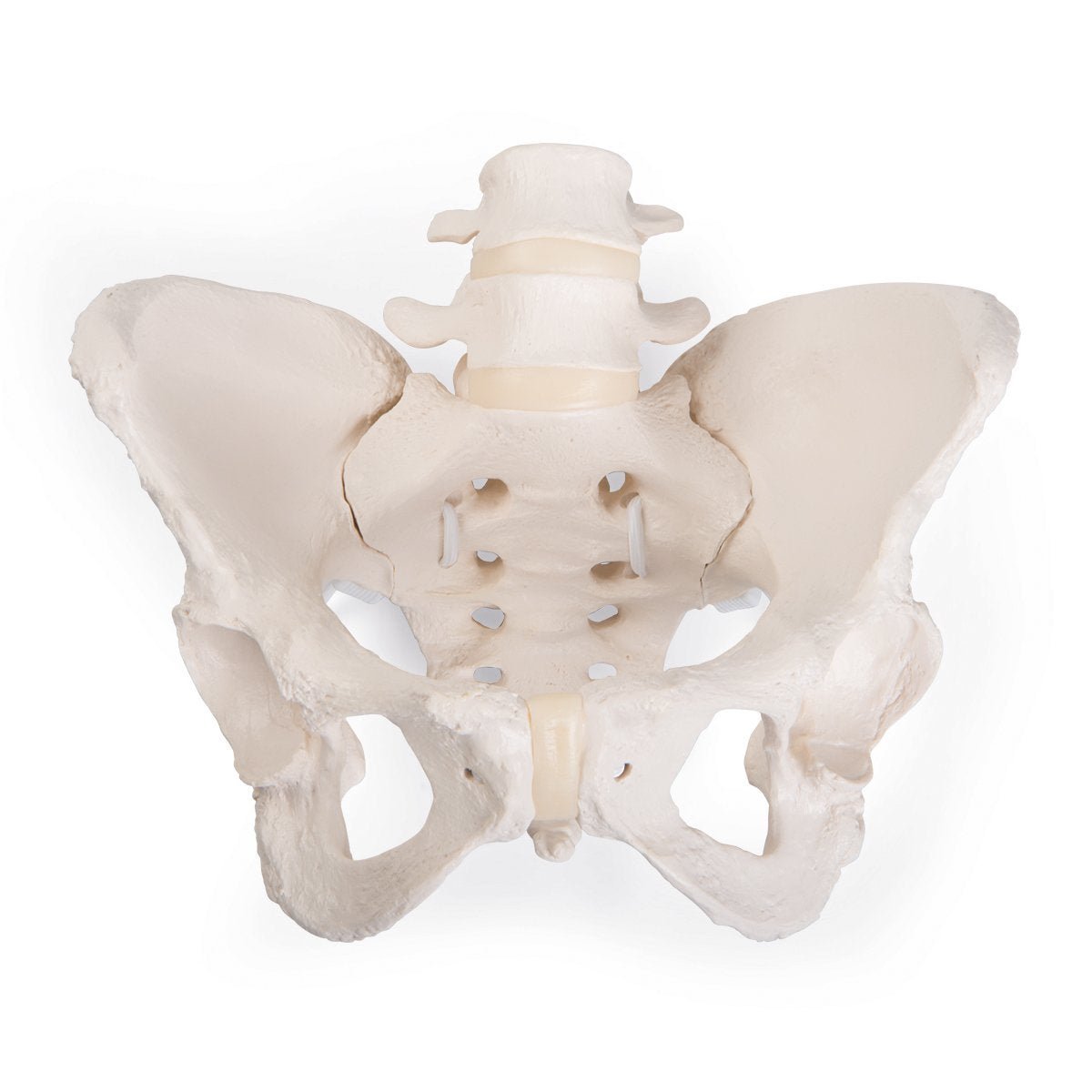 Pelvis Model ~ Bungee Flexible-Teaching Aids-Birth Supplies Canada