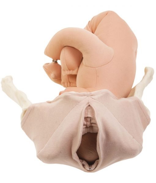 Perineal Cloth Model-Teaching Aids-Birth Supplies Canada