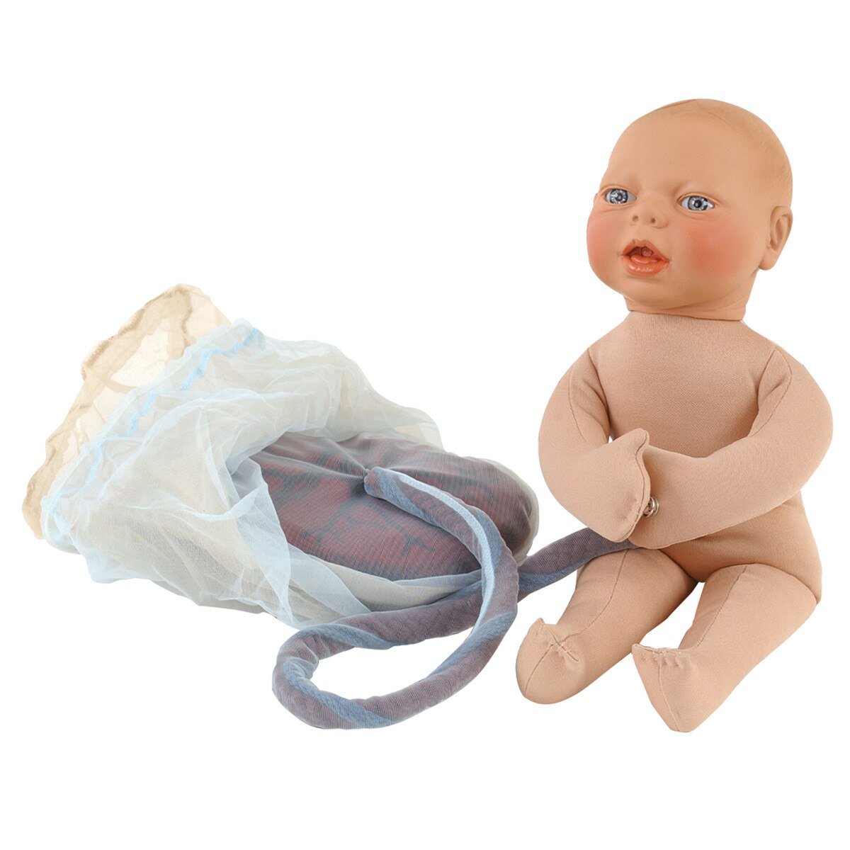 Placenta/Cord/Amnion/Chorion | Healthcare Training Model - Buy Medical Supplies Online Canada