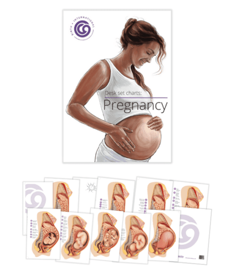 Pregnancy Charts – Desk Set Series-Teaching Aids-Birth Supplies Canada