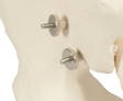 Replacement Screws for Pelvic Model-Teaching Aids-Birth Supplies Canada