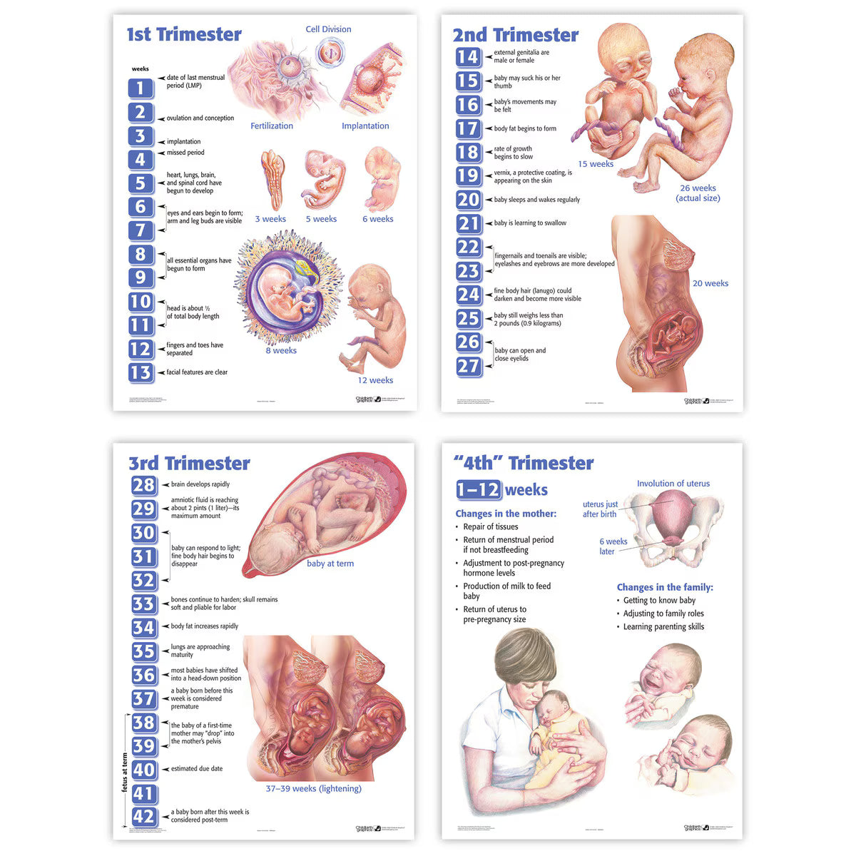 Set of 4 Laminated Trimester & Postpartum Educational Charts (19" x 25")-Teaching Aids-Birth Supplies Canada