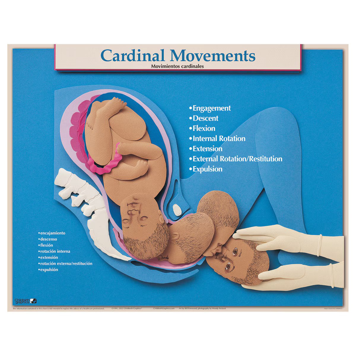 Six Essential Labor and Birth Charts (6), English/Spanish-Teaching Aids-Birth Supplies Canada