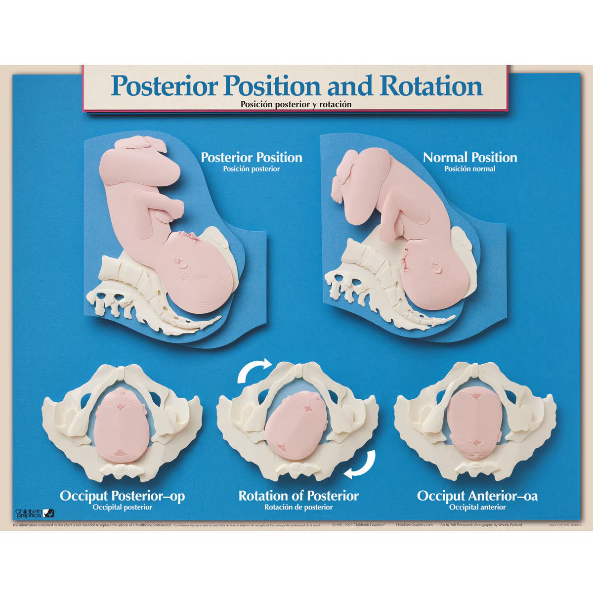 Six Essential Labor and Birth Charts (6), English/Spanish-Teaching Aids-Birth Supplies Canada
