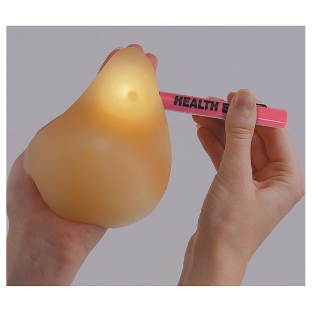 Standard BSE Model Kit | Healthcare Training Model - Buy Medical Supplies Online Canada