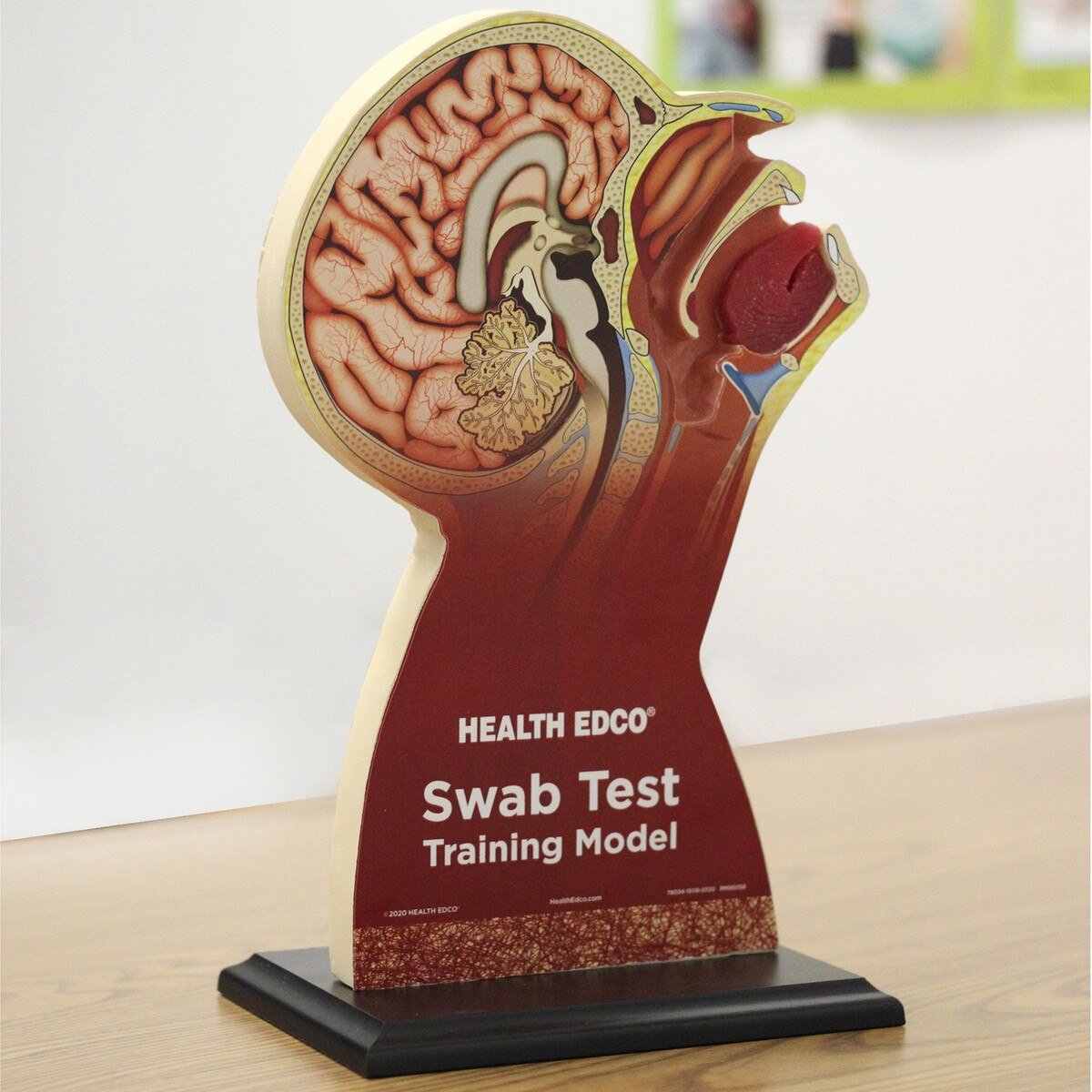 Swab Test Training Model – Nasopharyngeal & Oral Cavity Trainer-Teaching Aids-Birth Supplies Canada