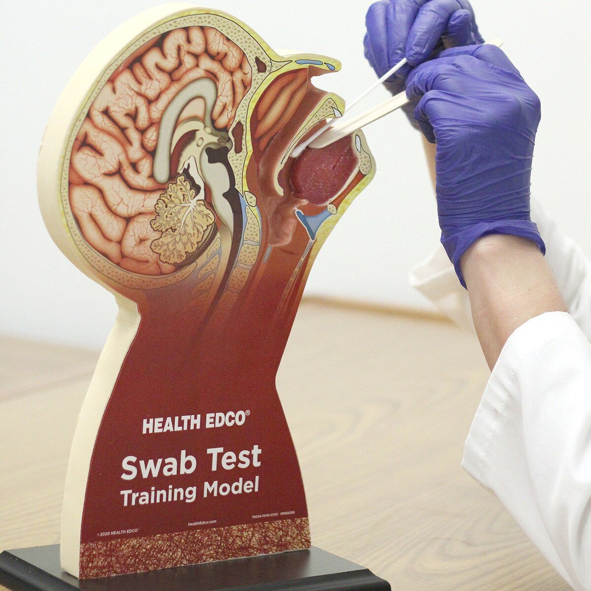 Swab Test Training Model – Nasopharyngeal & Oral Cavity Trainer-Teaching Aids-Birth Supplies Canada
