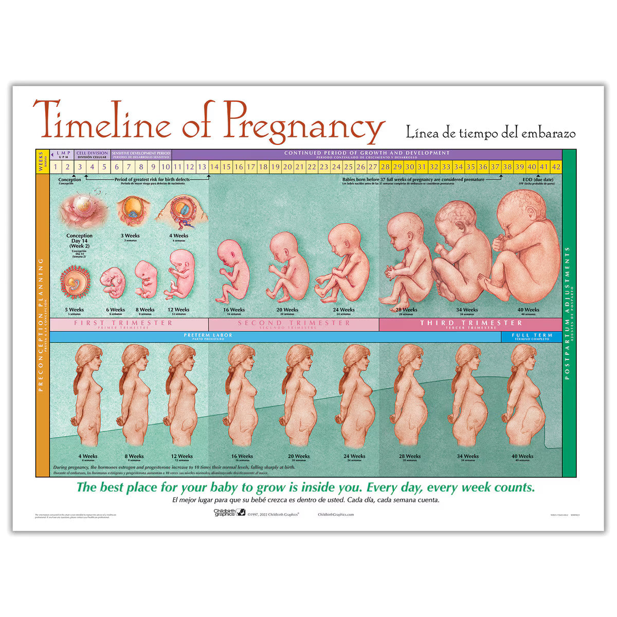 Timeline of Pregnancy Chart – Laminated Bilingual-Teaching Aids-Birth Supplies Canada