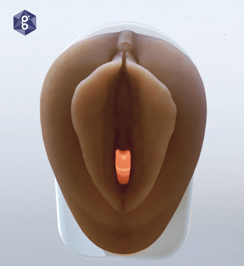 Vulva Model with Vaginal Canal | Healthcare Teaching Aid-Vaginal Exam Supplies-Birth Supplies Canada