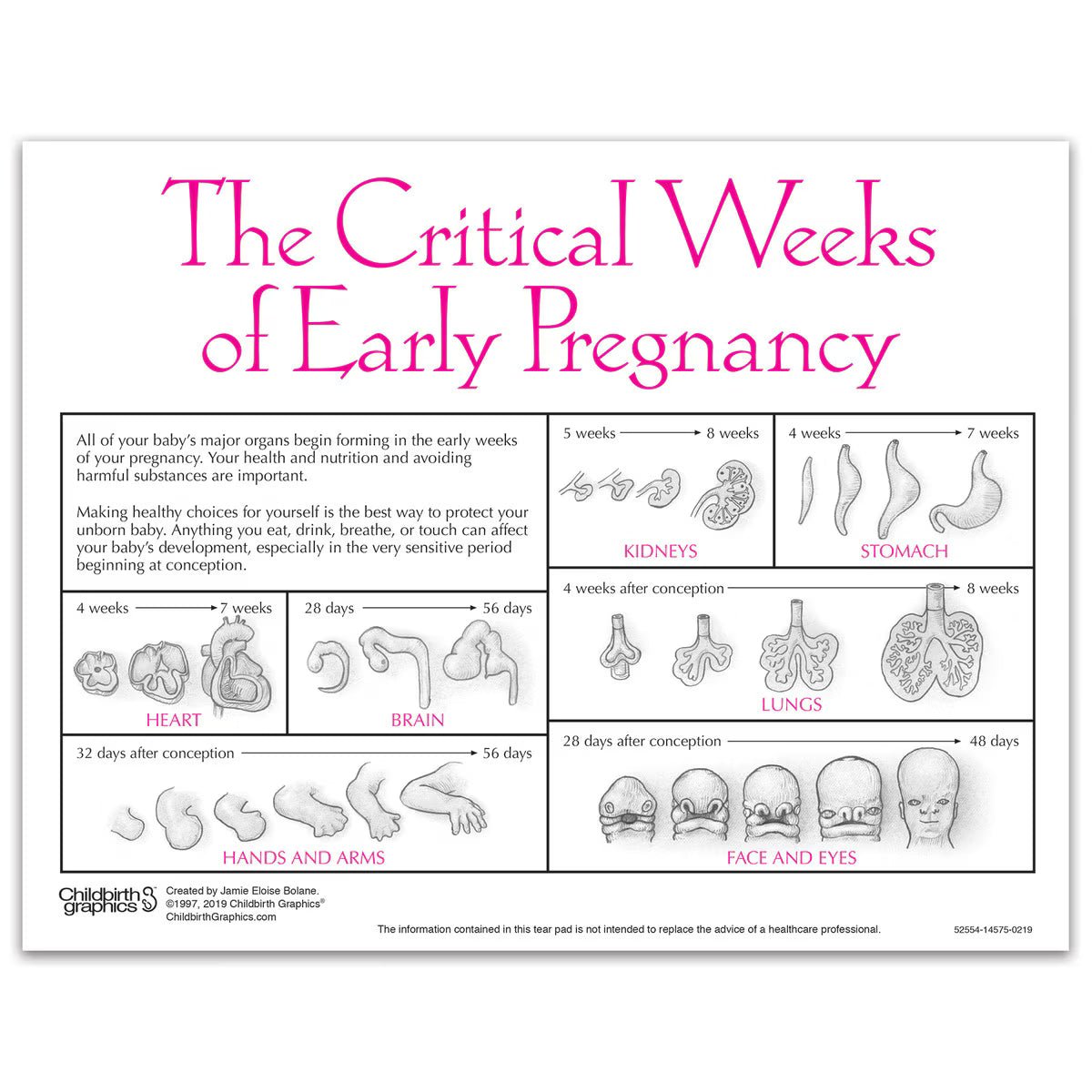 Fetal Development Tear Pad, English - Buy Medical Supplies Online Canada