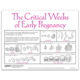 Fetal Development Tear Pad, English - Buy Medical Supplies Online Canada