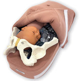 Abdominal Palpation | Healthcare Training Model - Buy Medical Supplies Online Canada