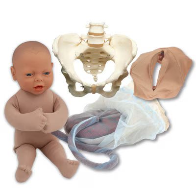 Vinyl Pelvic Model Set With Fetal Model | Healthcare Training Model - Buy Medical Supplies Online Canada