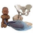 Standard Pelvis Model Set With Fetal Model | Healthcare Training Model - Buy Medical Supplies Online Canada