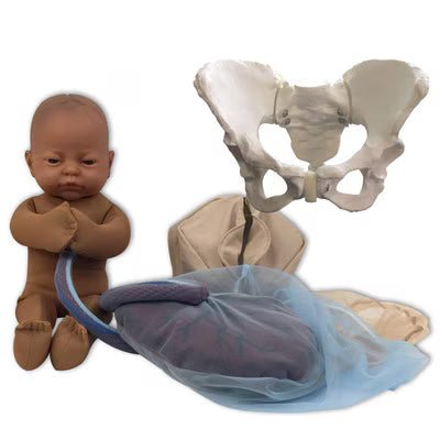 Standard Pelvis Model Set With Fetal Model | Healthcare Training Model - Buy Medical Supplies Online Canada