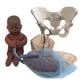 Standard Pelvis Model Set With Fetal Model | Healthcare Training Model - Buy Medical Supplies Online Canada