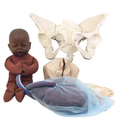 Deluxe Flexible Pelvis Model Set With Fetal Model | Healthcare Training Model - Buy Medical Supplies Online Canada