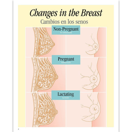 Breastfeeding Basics Spiral - bound Charts, English/Spanish - Buy Medical Supplies Online Canada