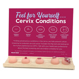 Feel for Yourself: Cervix Conditions Display | Healthcare Training Model - Buy Medical Supplies Online Canada