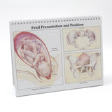 Childbearing: The Classic Series Desk Version Flip Chart - Buy Medical Supplies Online Canada