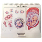 Childbearing: The Classic Series Large Flip Chart - Buy Medical Supplies Online Canada