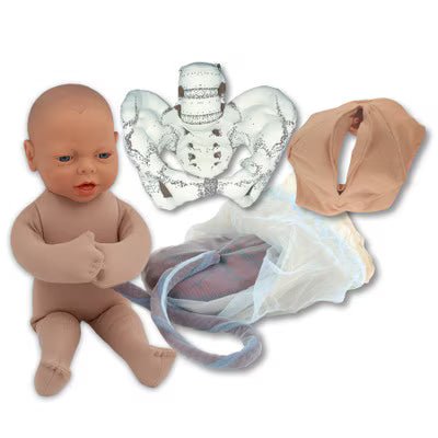 Cloth Pelvic Model Set With Fetal Model | Healthcare Training - Buy Medical Supplies Online Canada