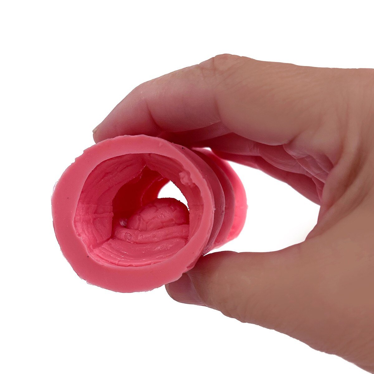 Colorectal Polyp Model-Teaching Aids-Birth Supplies Canada