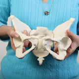 Deluxe Flexible Pelvis Model | Healthcare Training Model - Buy Medical Supplies Online Canada