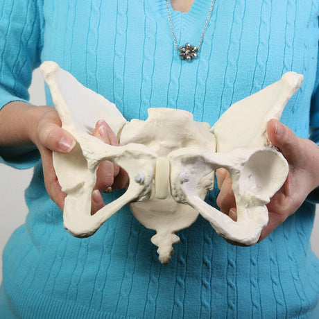 Deluxe Flexible Pelvis Model | Healthcare Training Model - Buy Medical Supplies Online Canada