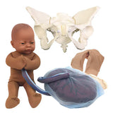 Deluxe Flexible Pelvis Model Set With Fetal Model-Teaching Aids-Birth Supplies Canada
