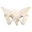 Deluxe Flexible Pelvis Model | Healthcare Training Model - Buy Medical Supplies Online Canada