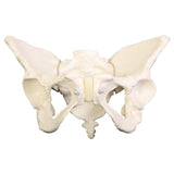 Deluxe Flexible Pelvis Model | Healthcare Training Model - Buy Medical Supplies Online Canada