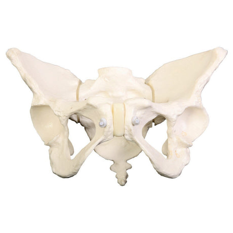 Deluxe Flexible Pelvis Model | Healthcare Training Model - Buy Medical Supplies Online Canada